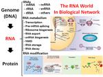 RNA Metabolism and Modification in Cardiovascular disease